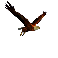 flyingeagle.gif